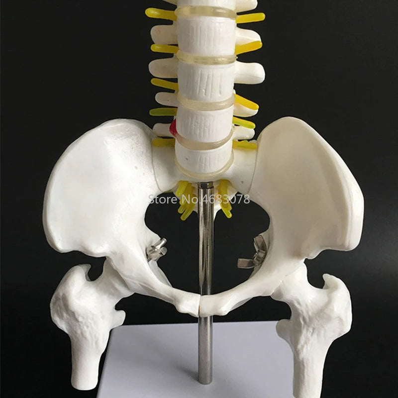 Reproduction de colonne vertébrale humaine de 45 cm avec bassin