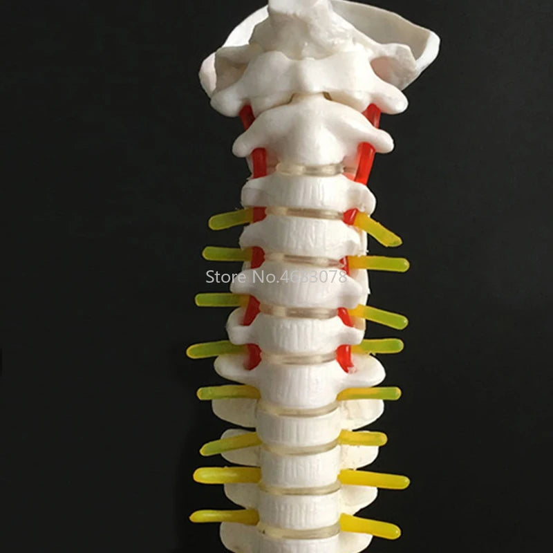 Reproduction de colonne vertébrale humaine de 45 cm avec bassin