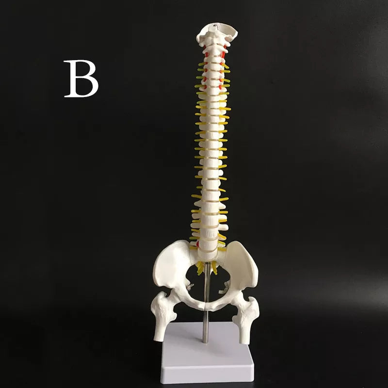 Reproduction de colonne vertébrale humaine de 45 cm avec bassin